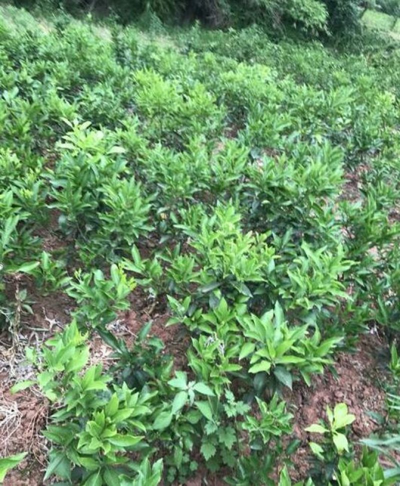 春见苗30~50cm