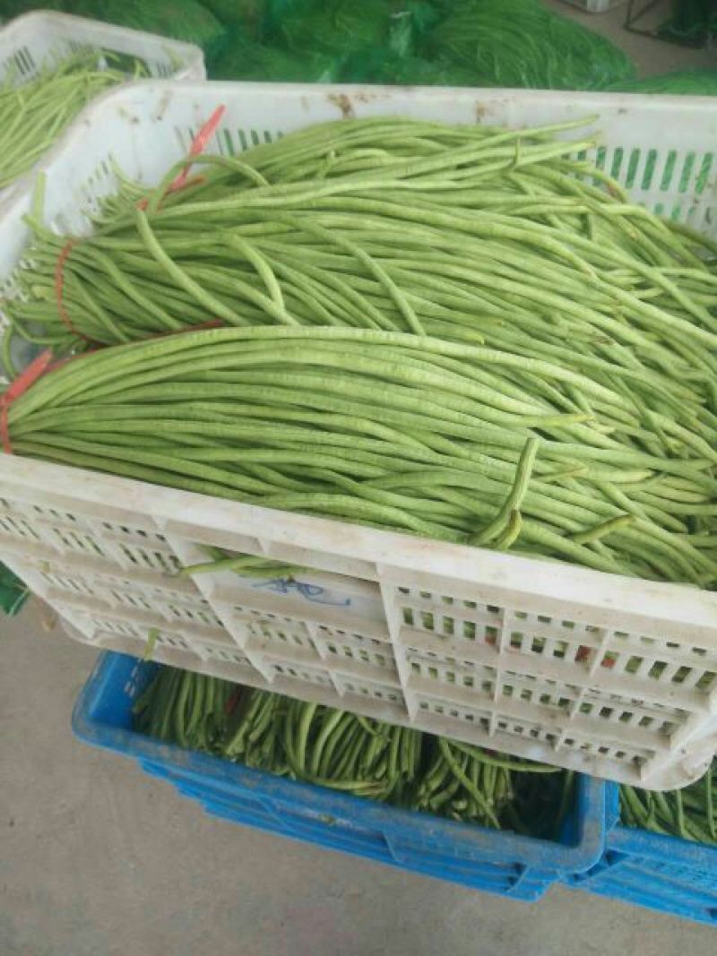 豇豆60厘米以上