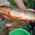 河鲤鱼食用2~3公斤