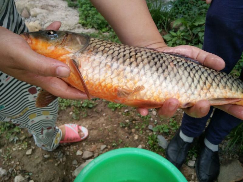河鲤鱼食用2~3公斤