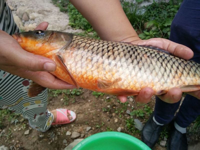 河鲤鱼食用2~3公斤
