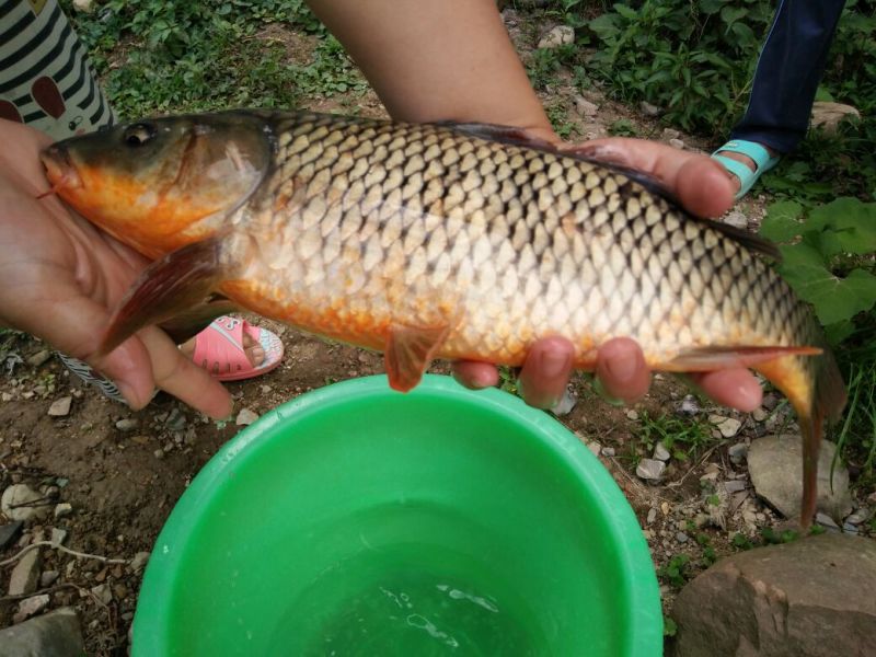 河鲤鱼食用2~3公斤