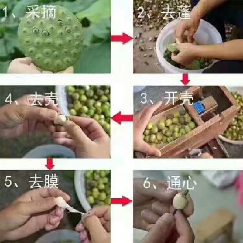 药用莲子心