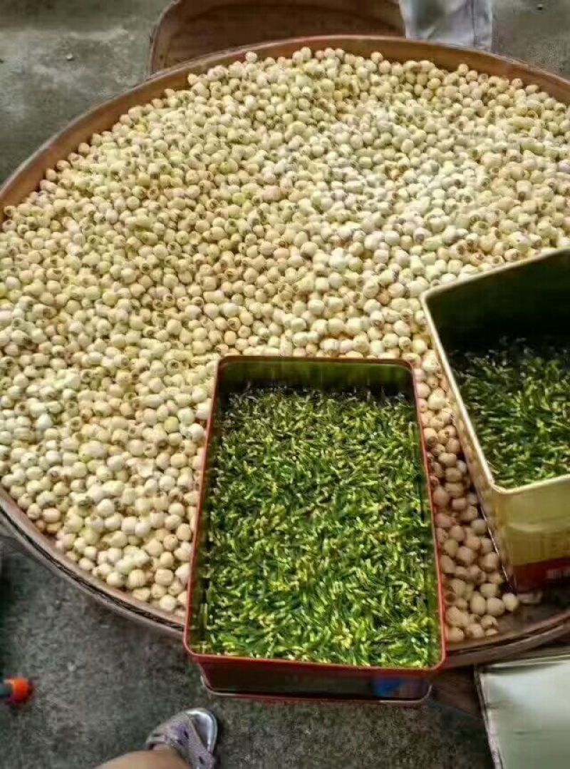 药用莲子心