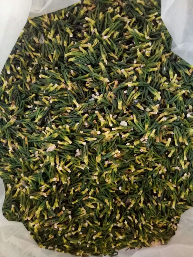 药用莲子心