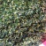 药用莲子心