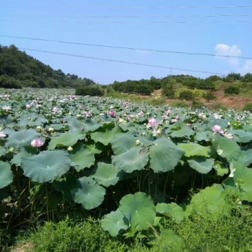 药用莲子心