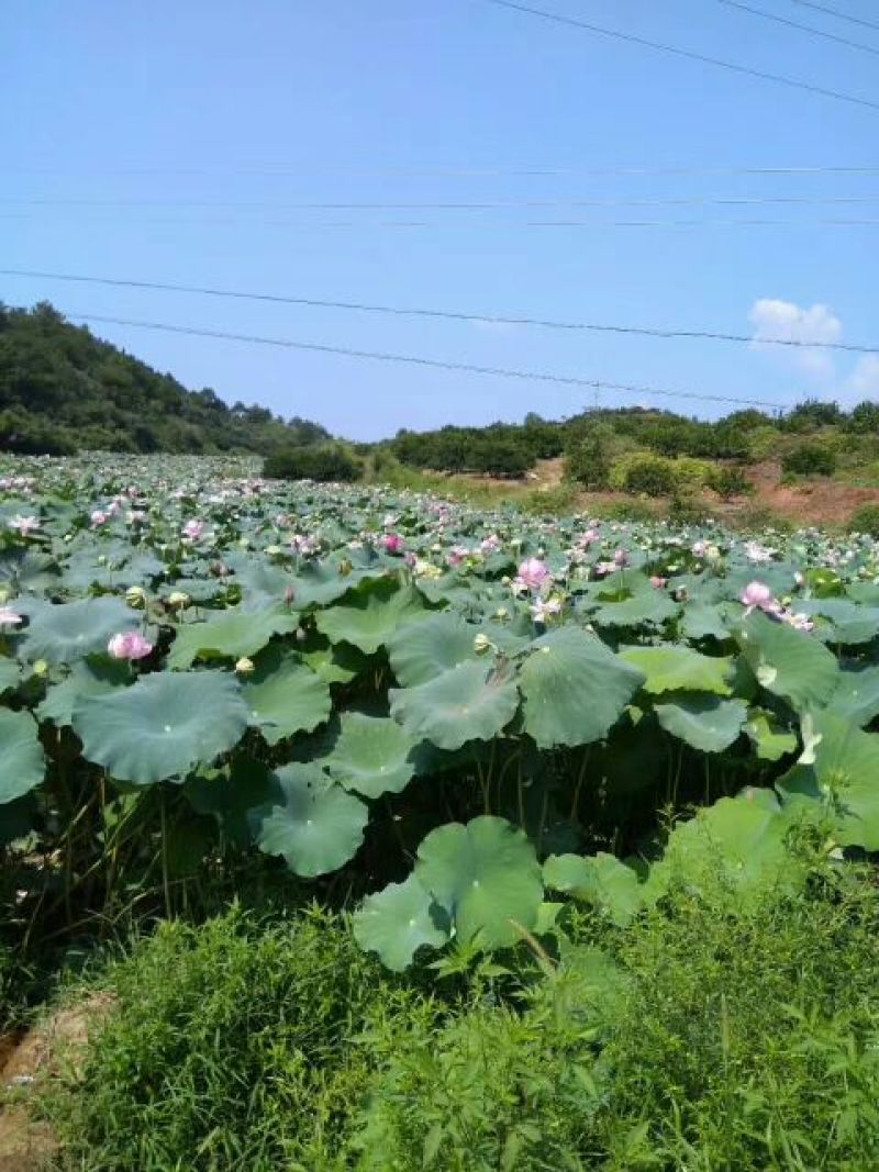 药用莲子心