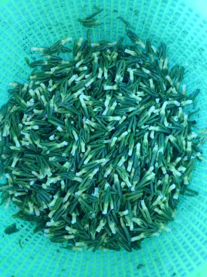 药用莲子心