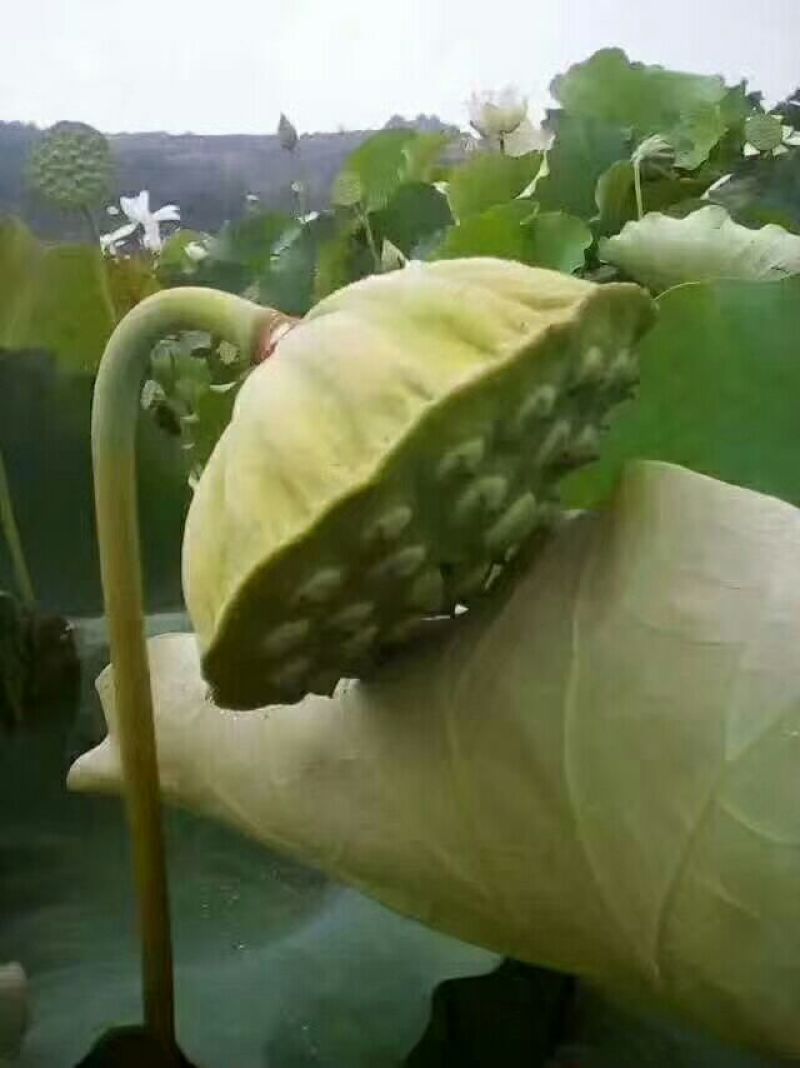 白莲子特级干莲子