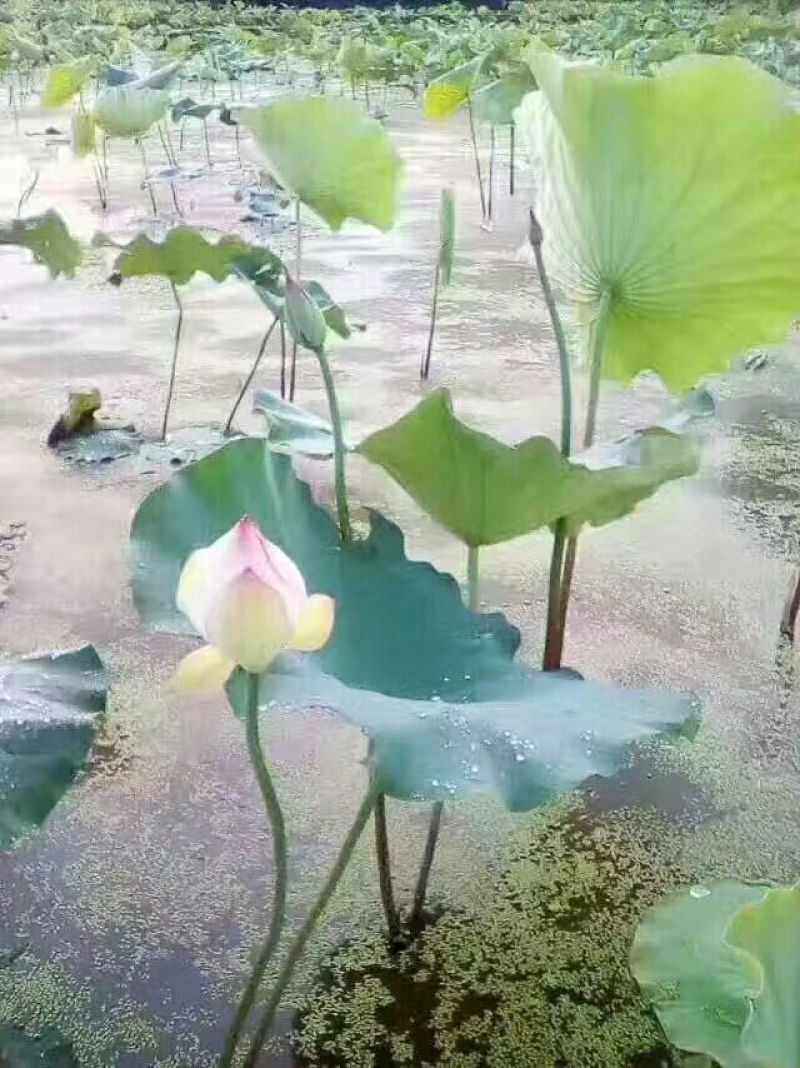 白莲子特级干莲子