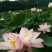 白莲子一级鲜莲子