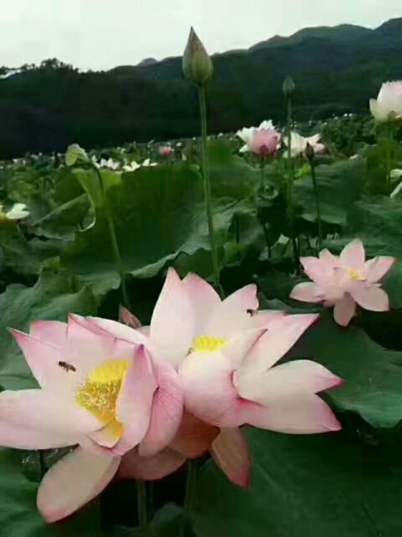 白莲子一级鲜莲子