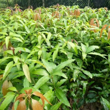 芒果苗直生杯苗量大价优