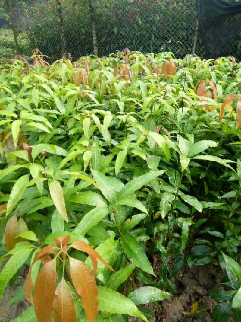 芒果苗直生杯苗量大价优