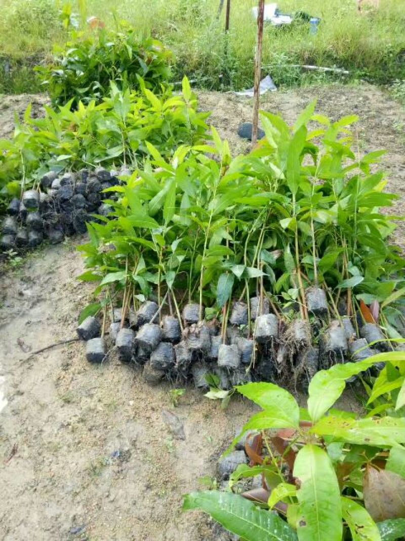 芒果苗直生杯苗量大价优
