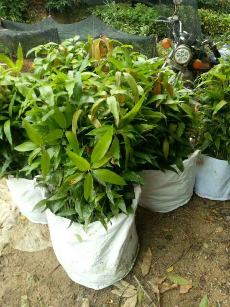 芒果苗直生杯苗量大价优