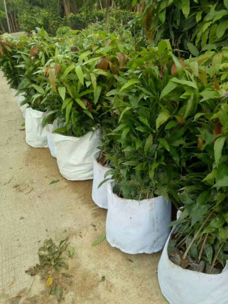 芒果苗直生杯苗量大价优