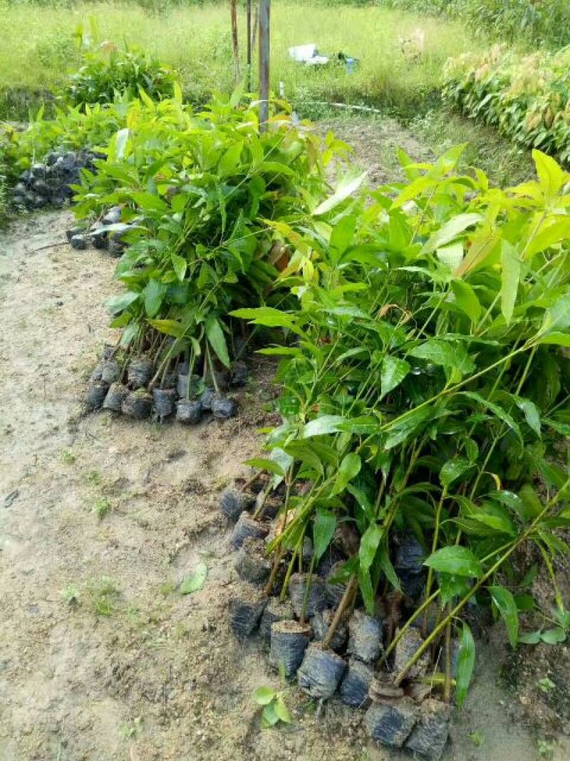 芒果苗直生杯苗量大价优