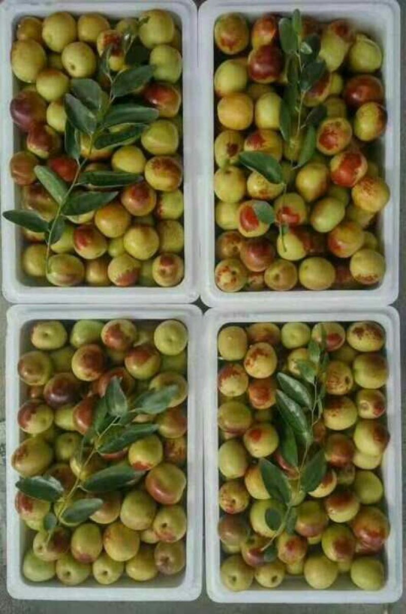 沾化冬枣脆甜可口产地直发品质保证量大从优欢迎咨询