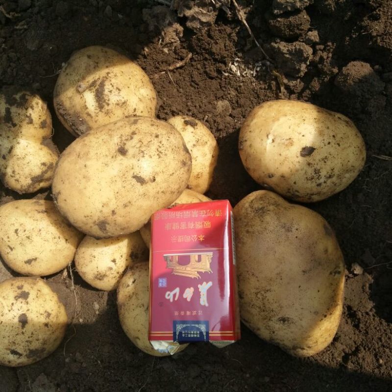 尤金土豆荷兰土豆皮毛好大量供货，长期代发