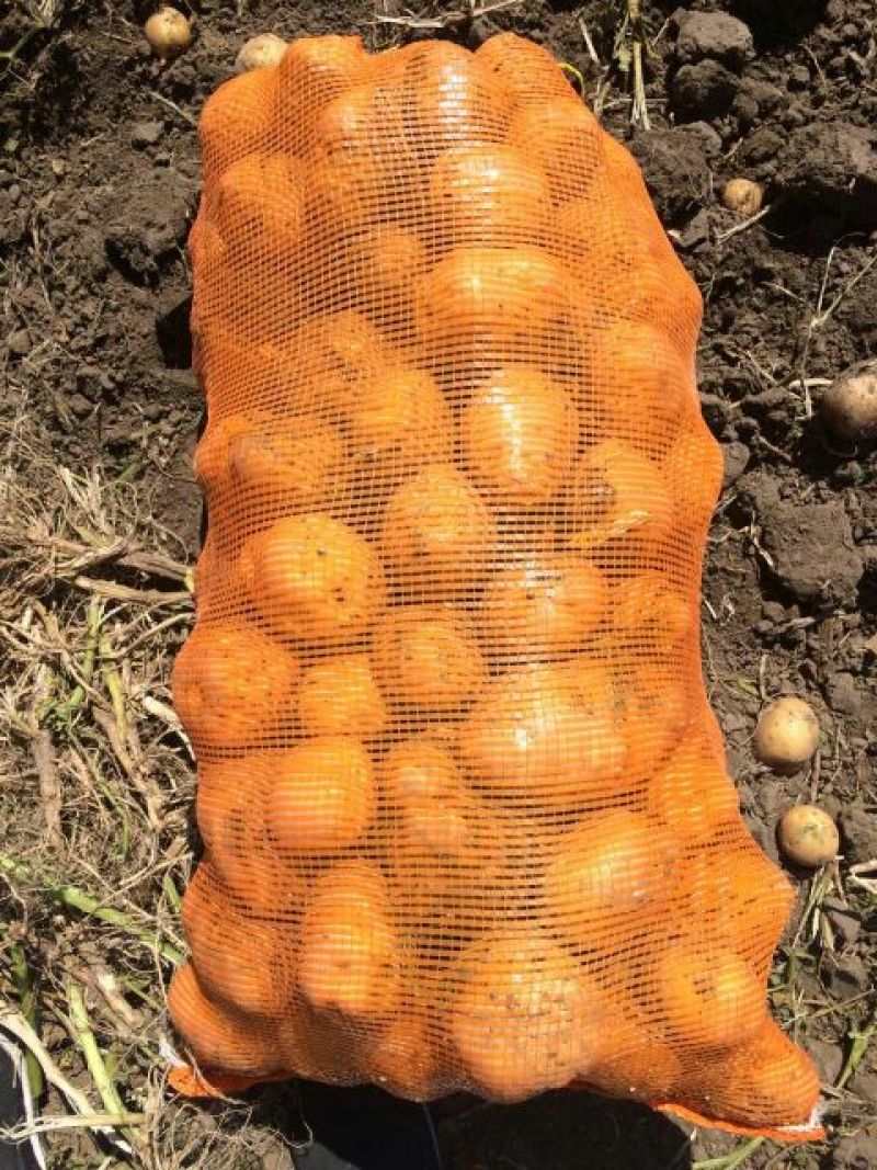 尤金土豆荷兰土豆皮毛好大量供货，长期代发