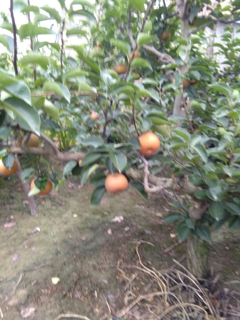 秋月梨250~300g光果