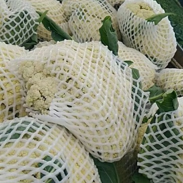 菜花适中乳白2斤