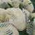 菜花适中乳白2斤