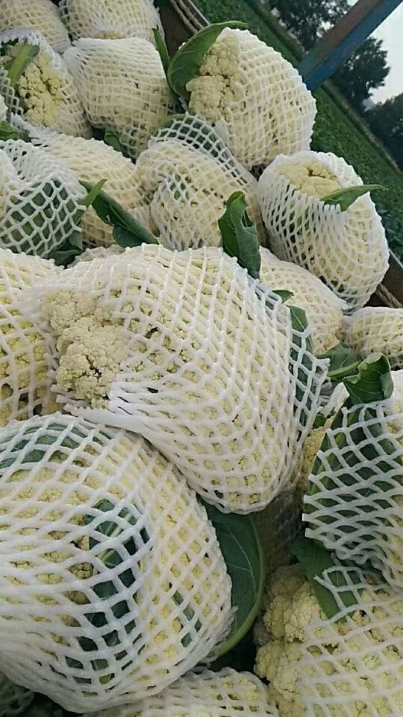 菜花适中乳白2斤