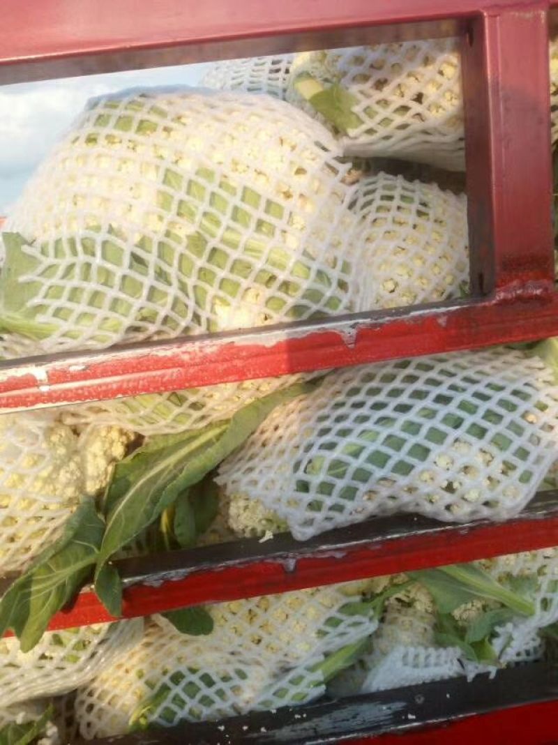 菜花适中乳白2斤