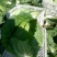白菜4~6斤净菜
