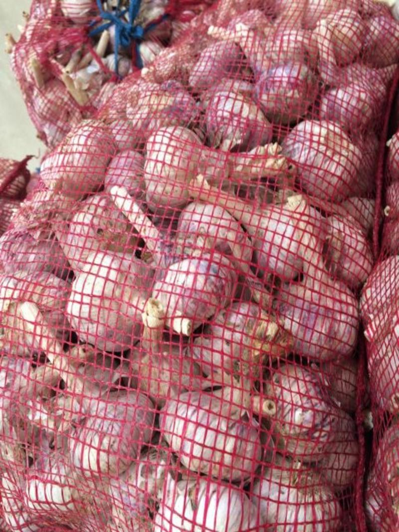 优质红皮大蒜紫皮大蒜常年有货供应市场超市电商