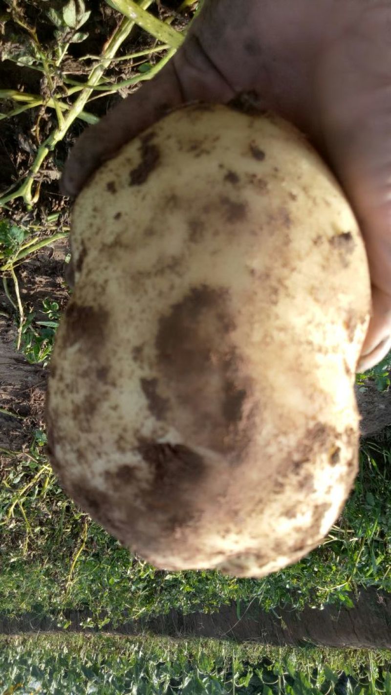 永丰2号土豆2两上通货个头大均匀表皮光滑薯型好品质保证