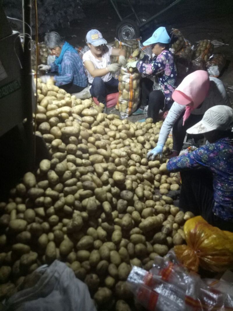 永丰2号土豆2两上通货个头大均匀表皮光滑薯型好品质保证