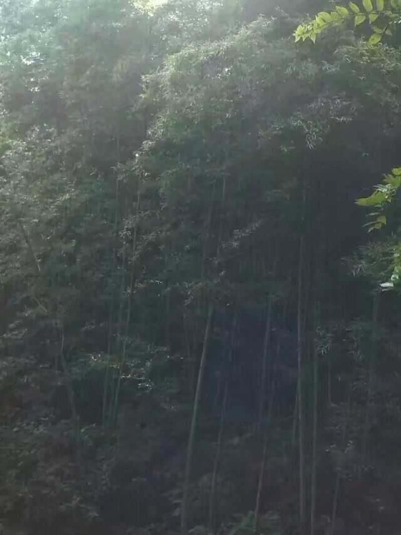 竹子3~4m