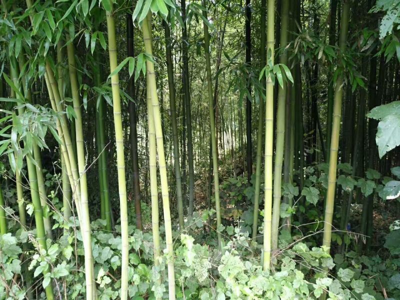 竹子3~4m