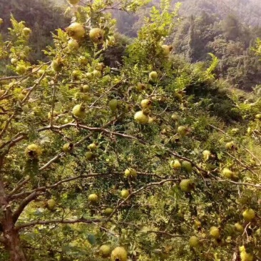刺梨鲜