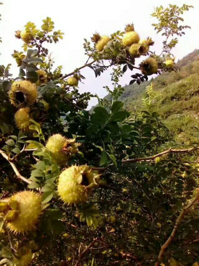 刺梨鲜