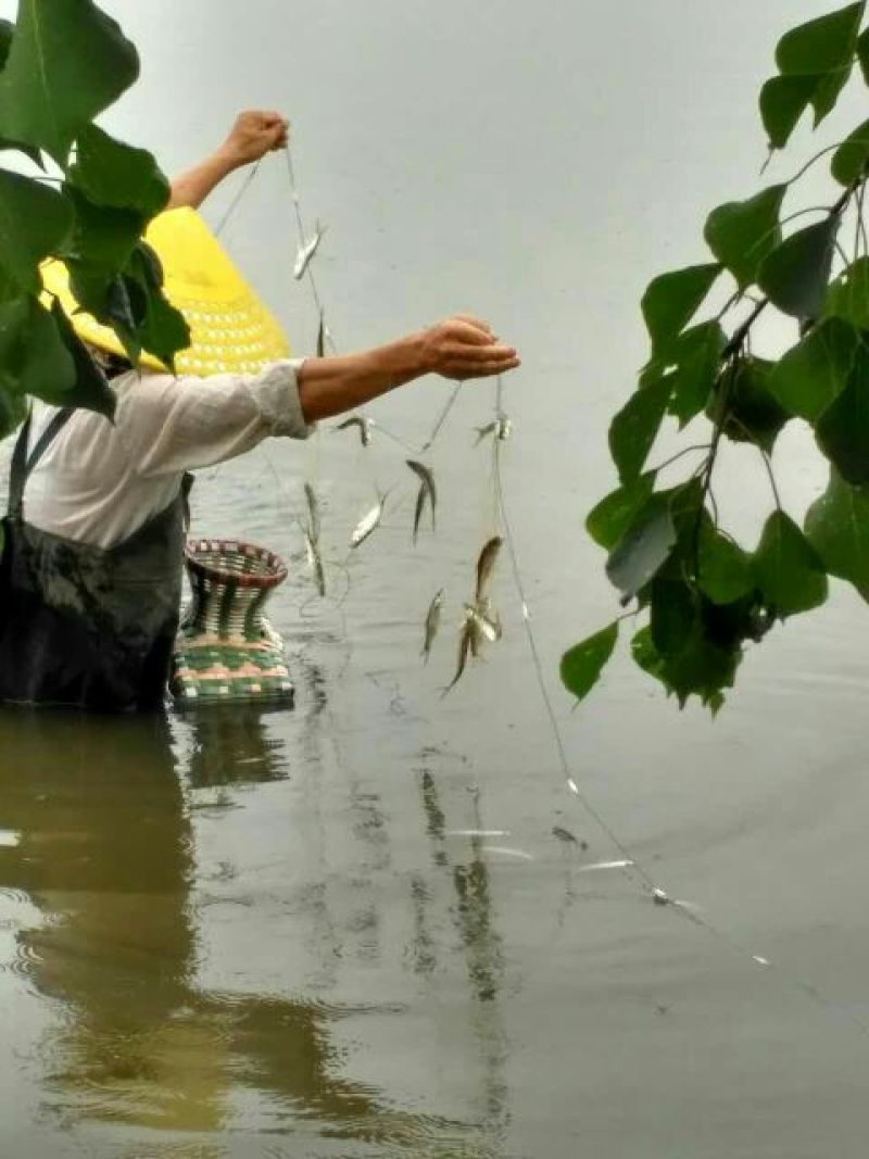 刀鱼食用活鱼