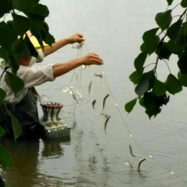 刀鱼食用活鱼