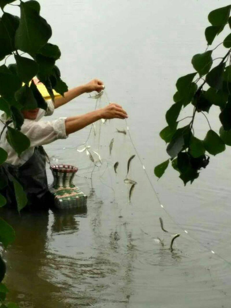 刀鱼食用活鱼