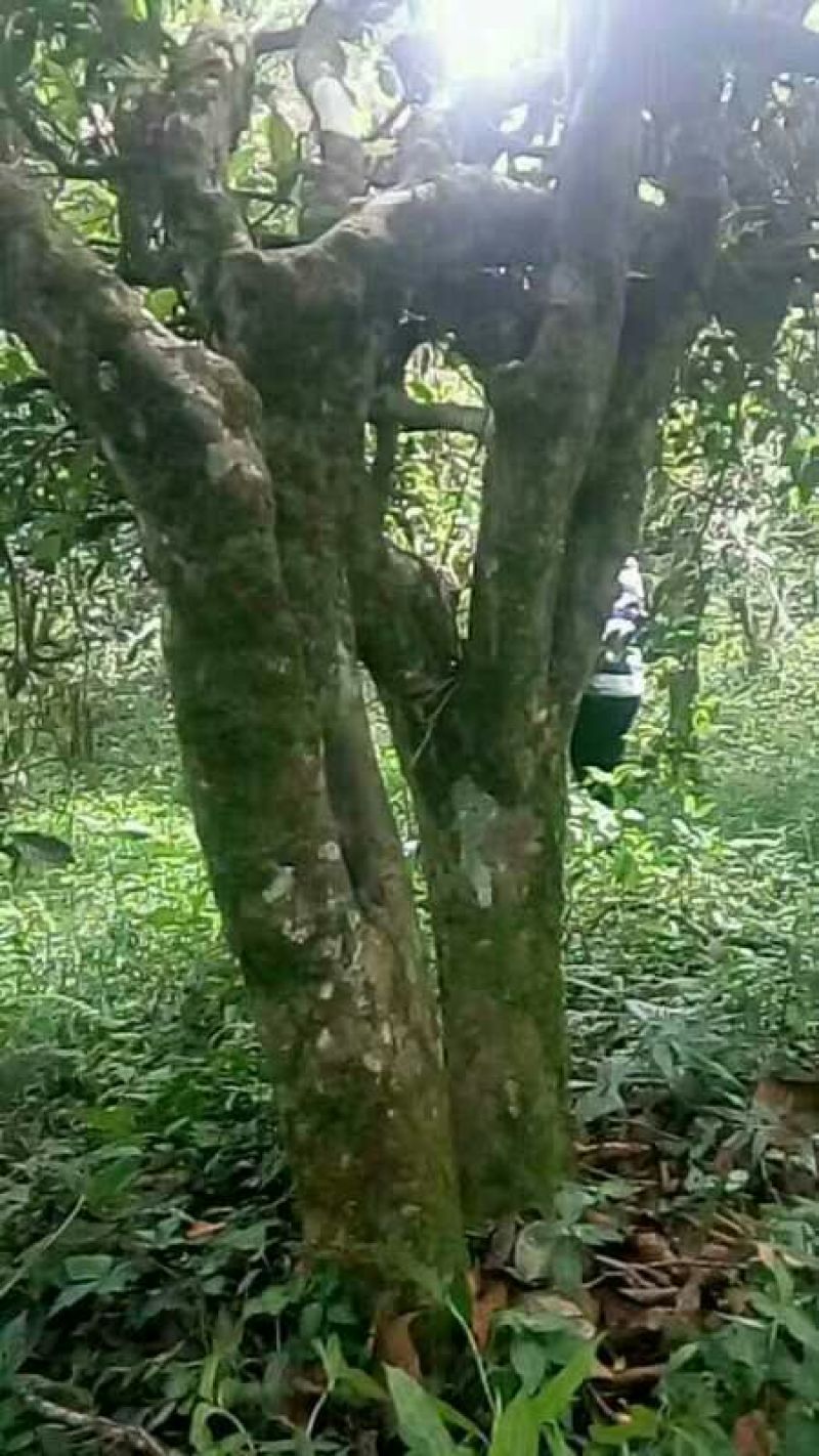 古树茶特级