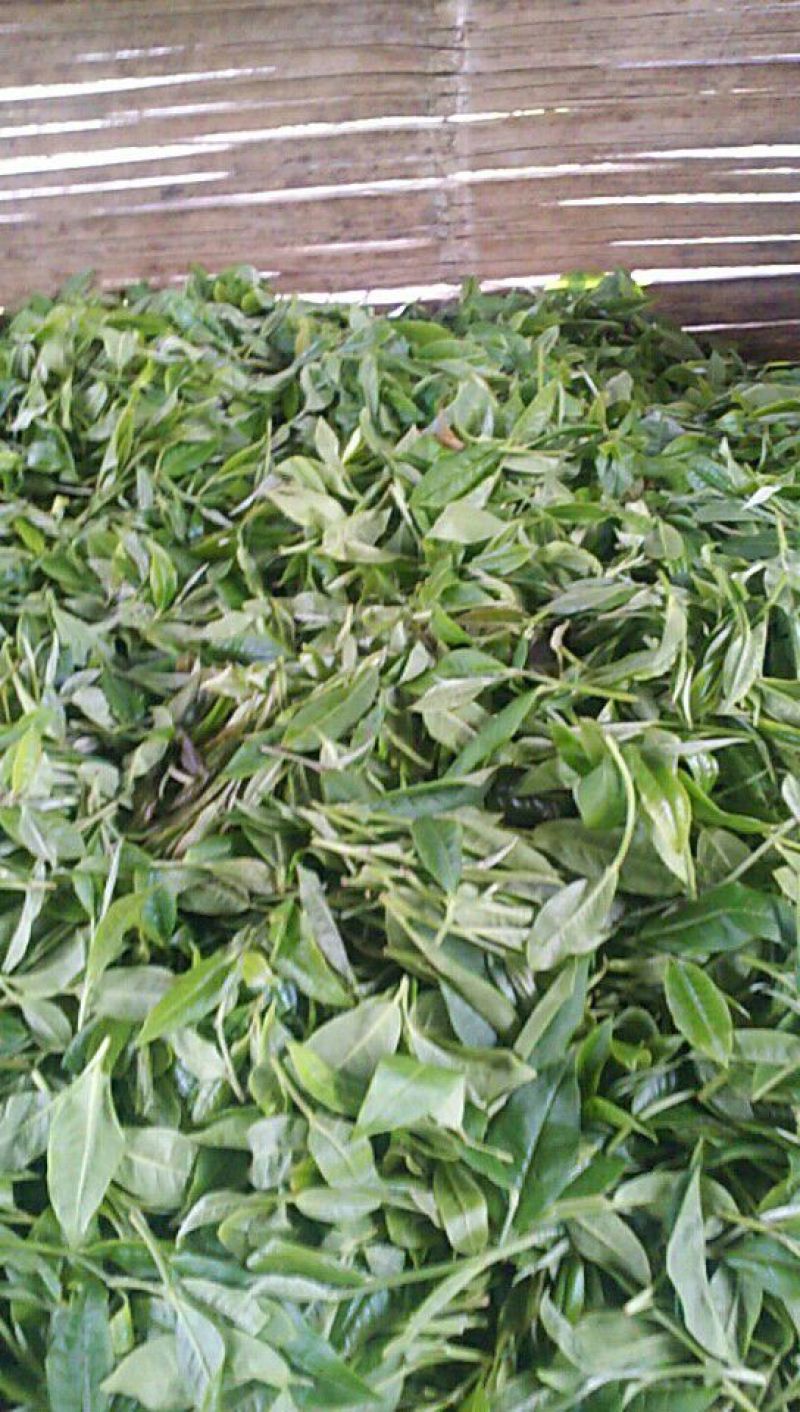普洱茶二级