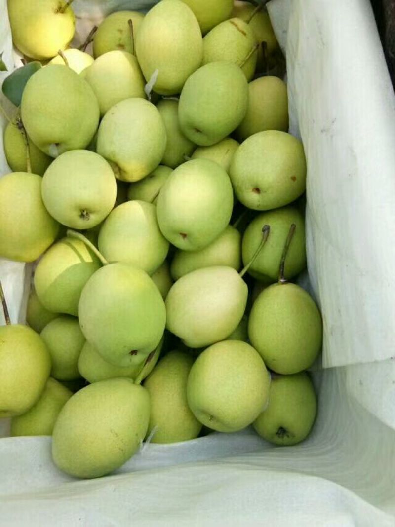 长把梨150~200g纸袋