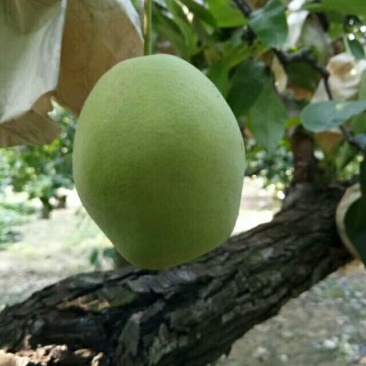 长把梨150~200g纸袋