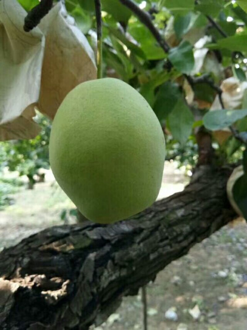 长把梨150~200g纸袋