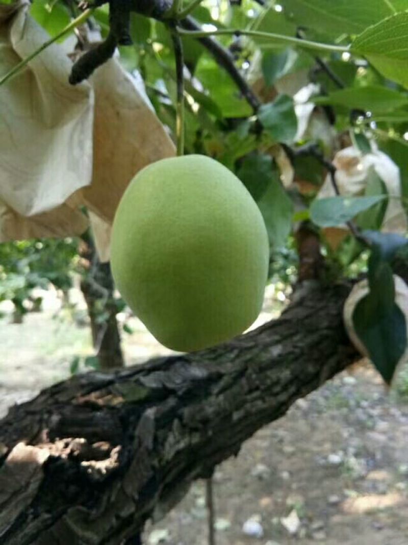 长把梨150~200g纸袋