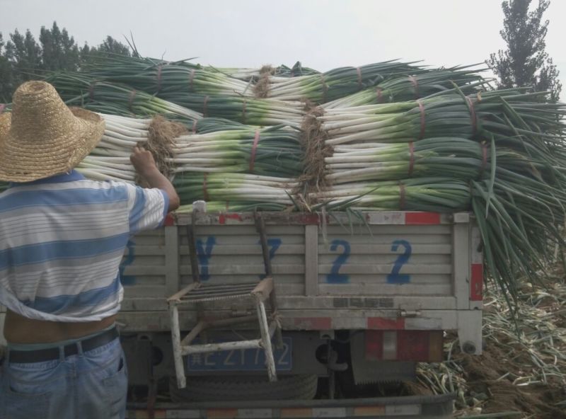 长白大葱毛葱3cm左右40cm以上，保质保量发货
