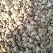 大蒜种子90%硬叶红头蒜种子软业优质大蒜种子
